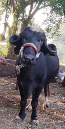 વેતર માં 2 
વેતર માં 2