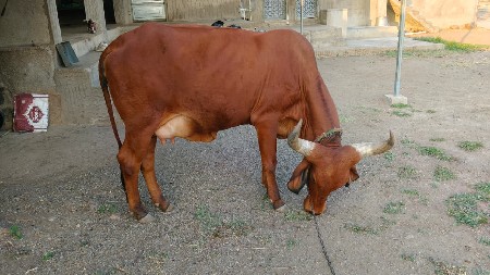 थंबनेल 2