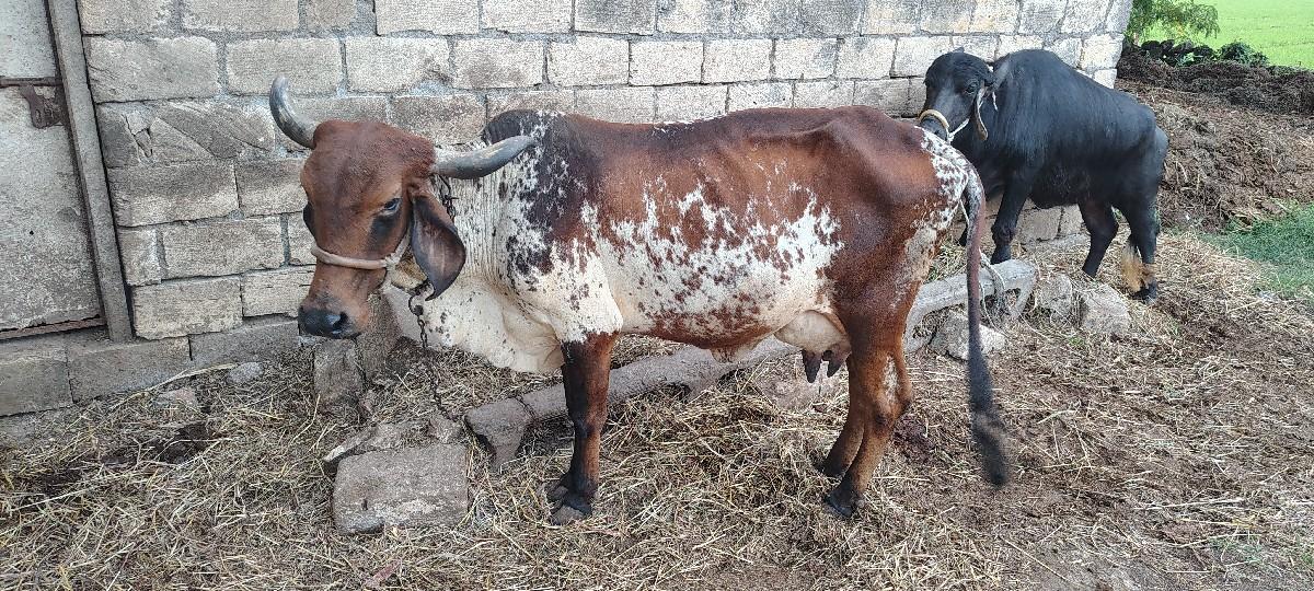 थंबनेल 2