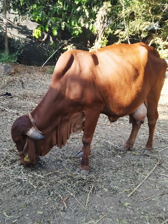 ગિર ગાય વેચવા ની છે