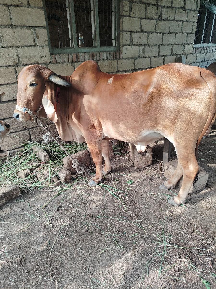 थंबनेल 2