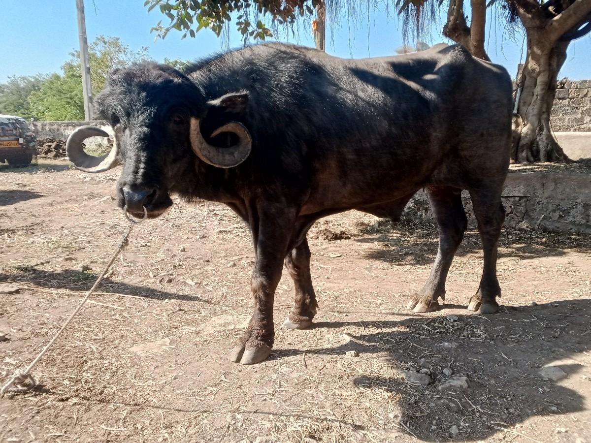 थंबनेल 3