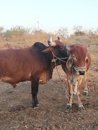 થંબનેલ 3