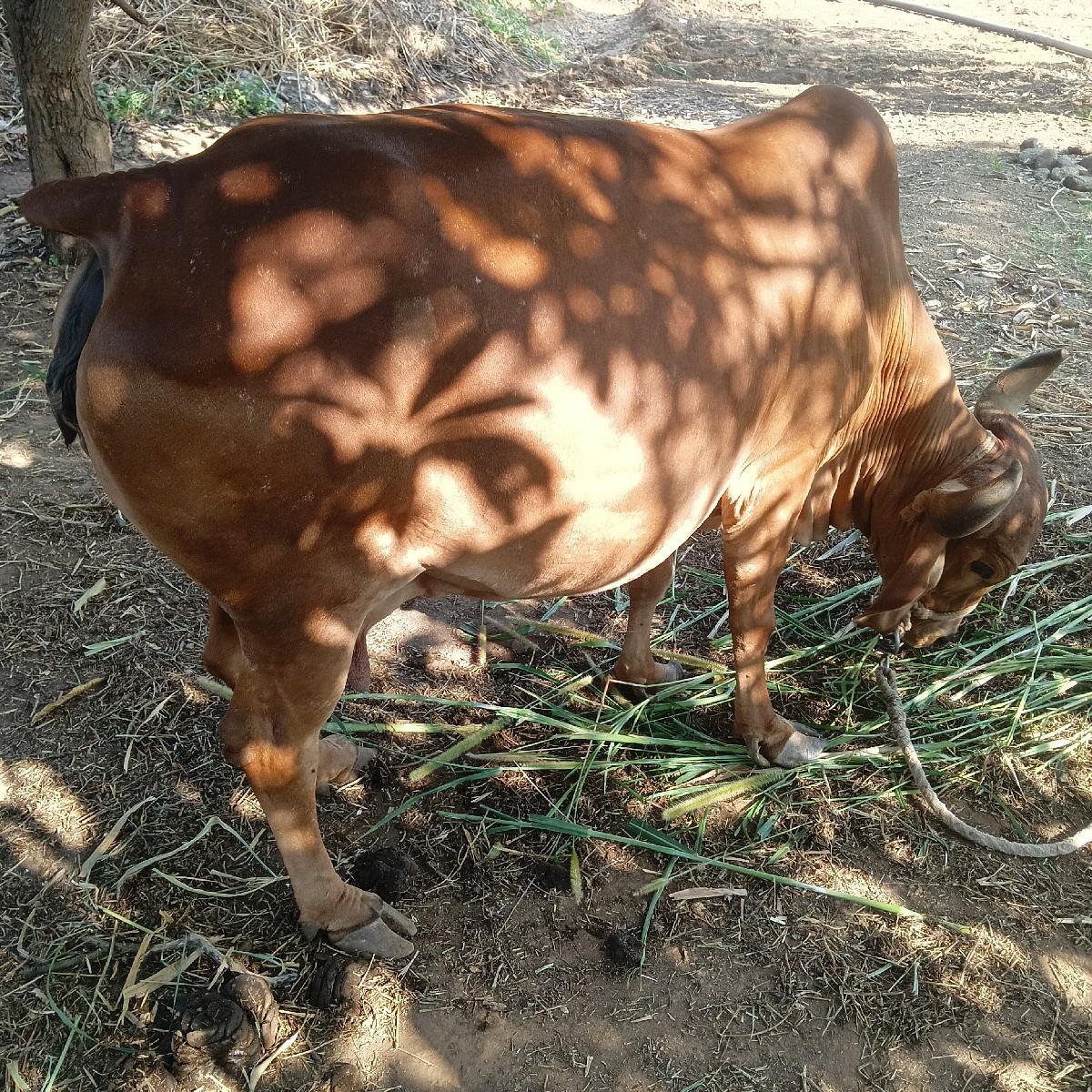 थंबनेल 3