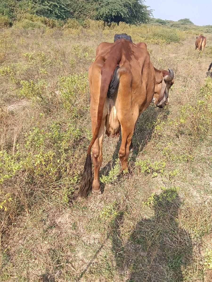 थंबनेल 3