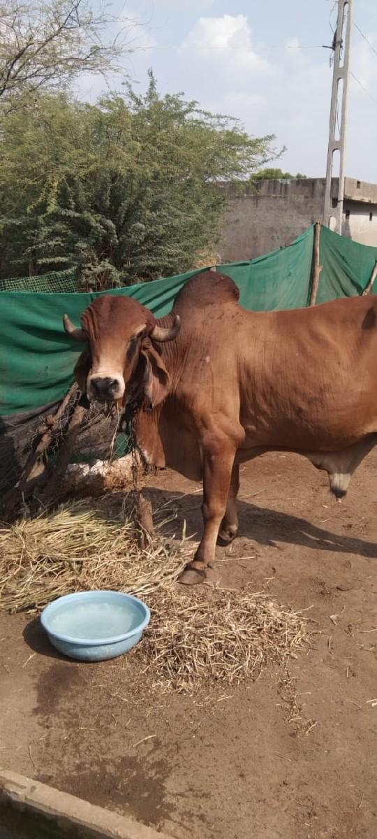 थंबनेल 3