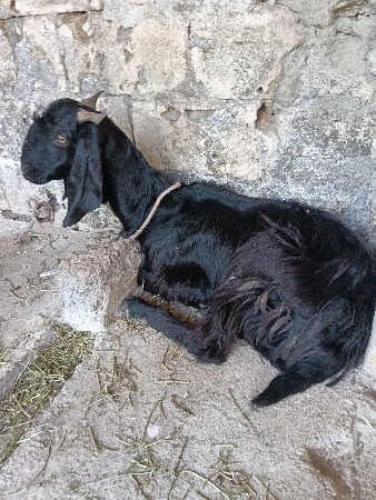 थंबनेल 2