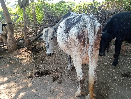 થંબનેલ 2