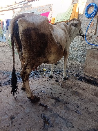 HF ગિર ક્રોસ