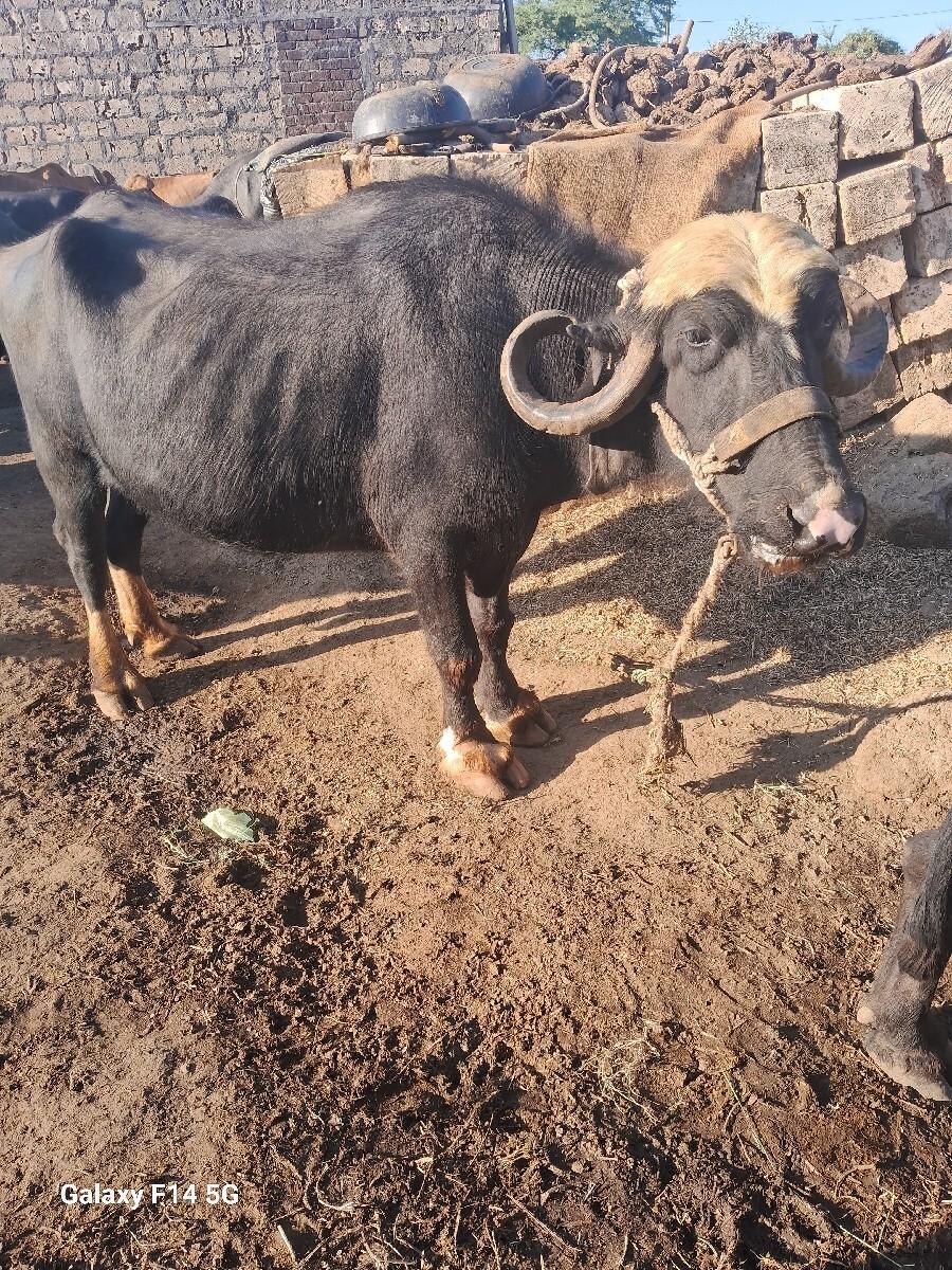 ભેસ વેસવાની સે