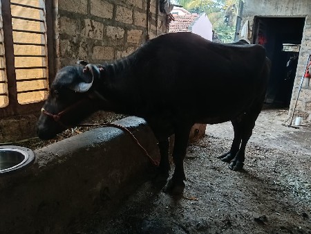 આ ભેંસ વેચવાની છે