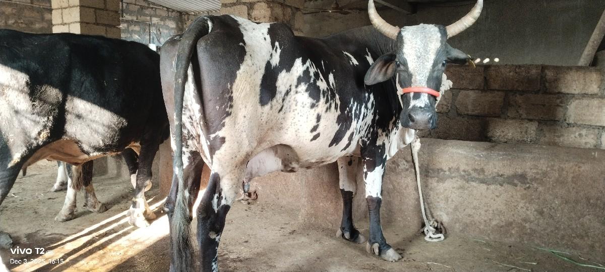 થંબનેલ 3