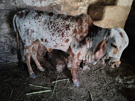 ગીર વાછરડી વેચવા ની છે