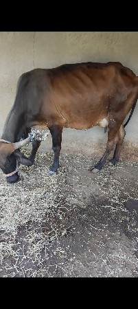 ગાય વેચવાની છે