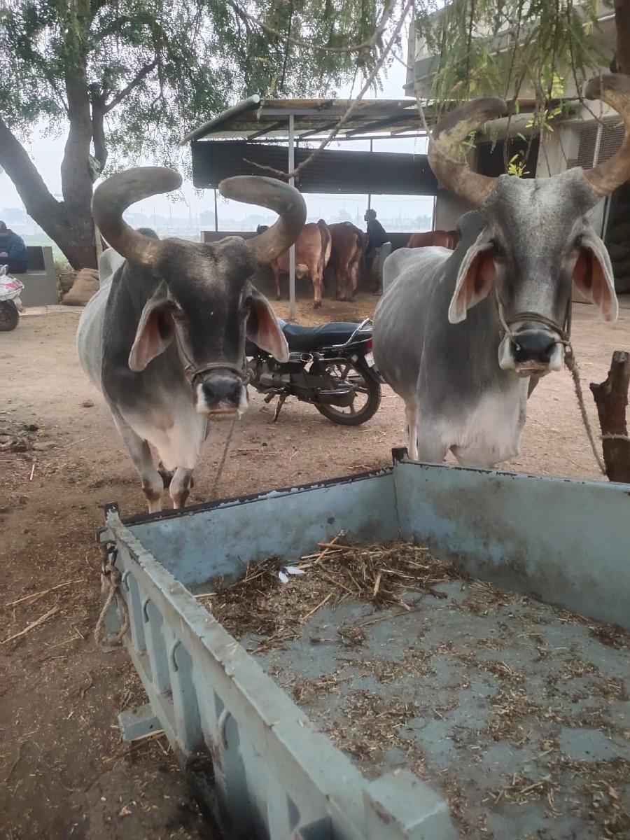 બળદ વેચવાના છે