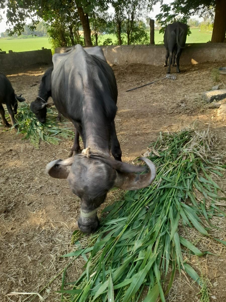 ભેંસ વેચવાની છે