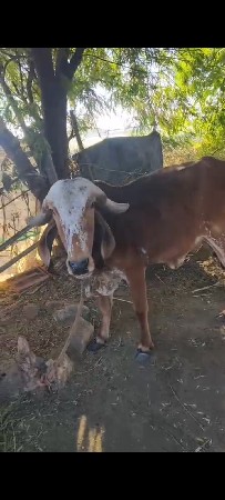 ગીર હોડકી વેચવાની છે