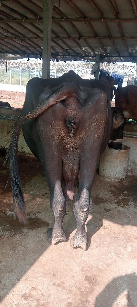 થંબનેલ 3