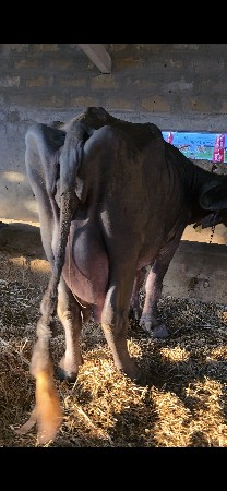 થંબનેલ 4