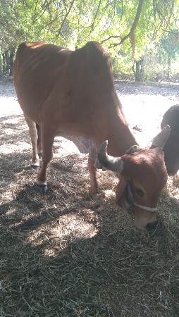 થંબનેલ 3