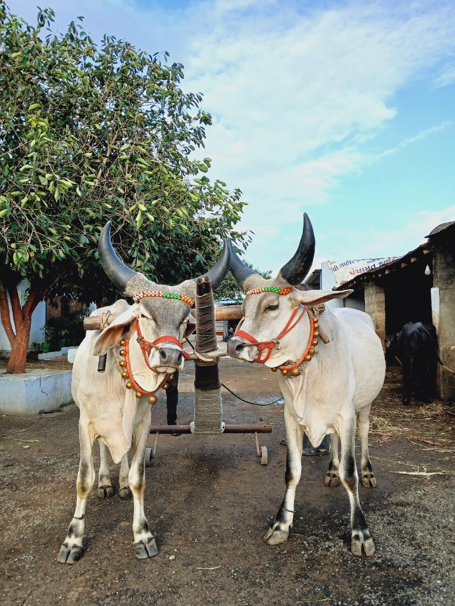 વેચવાના