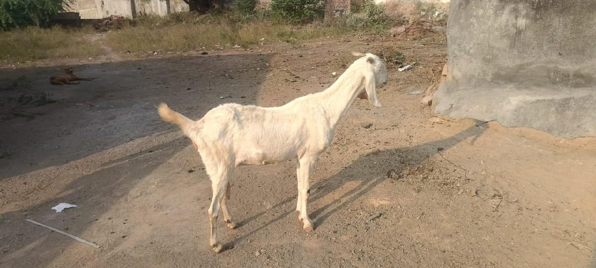 થંબનેલ 2