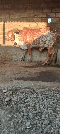 ગાય વેસવાની સે