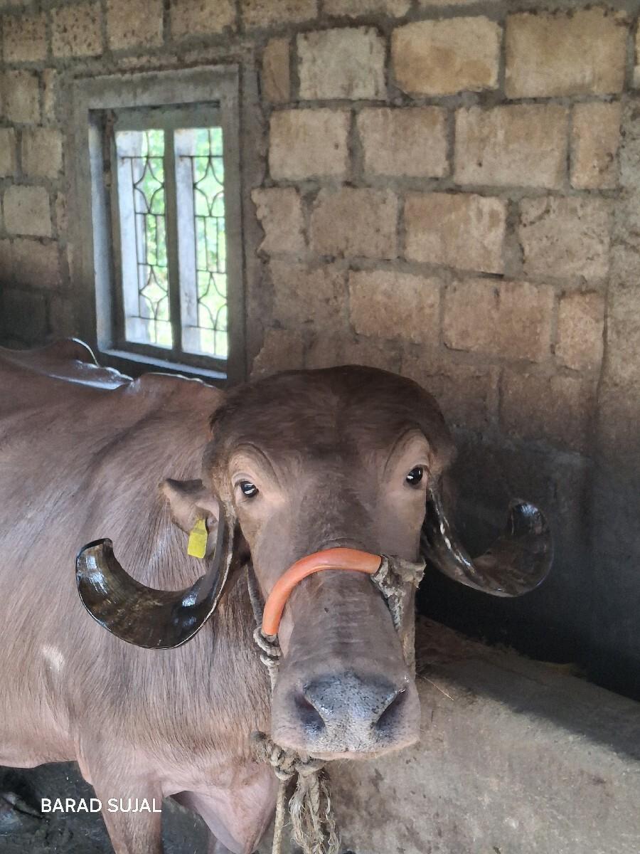 ભેંસ વેચવાની છે