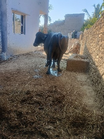 थंबनेल 3