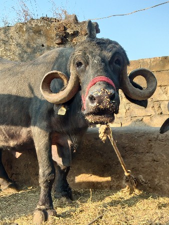 थंबनेल 2