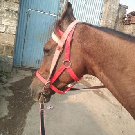 આ ઘોડી પાસે લેવાની છે કોઈ પાસે હોય
