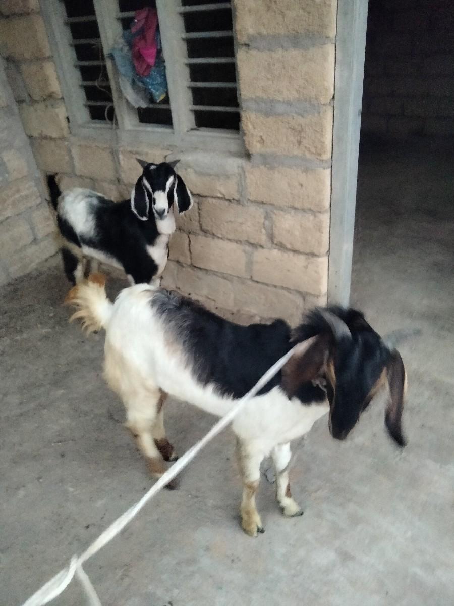 थंबनेल 2