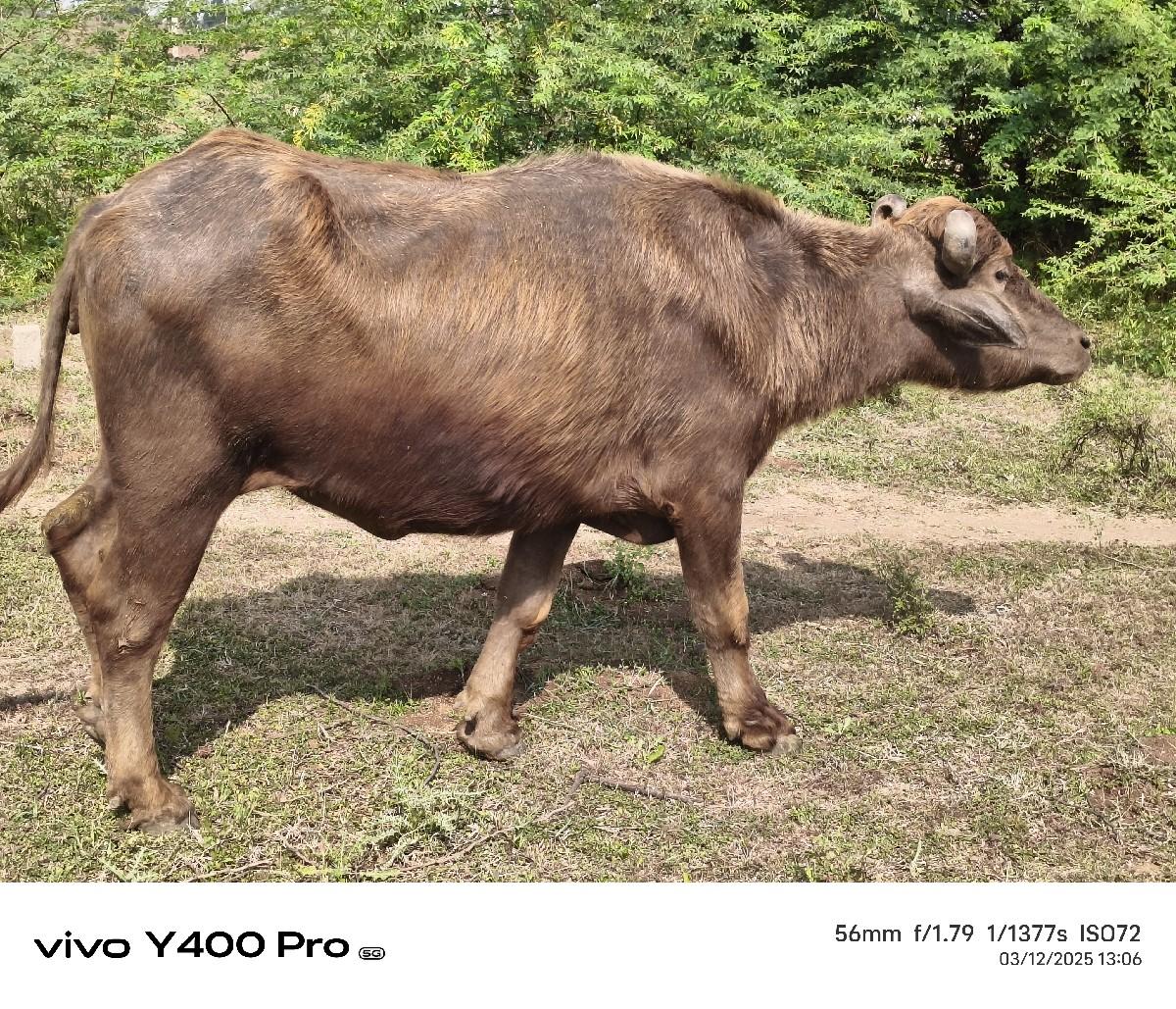 थंबनेल 3