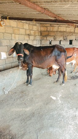 વેચવાની