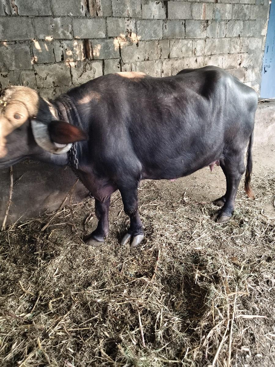 થંબનેલ 3