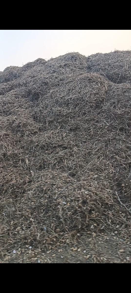 પાલો વેશવાનો છે