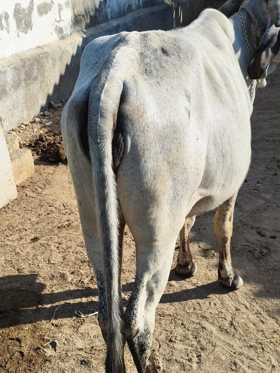 थंबनेल 2