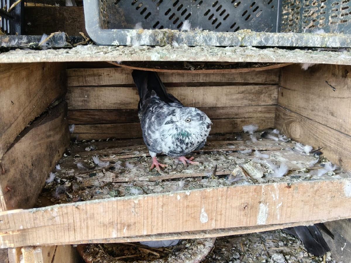 થંબનેલ 3