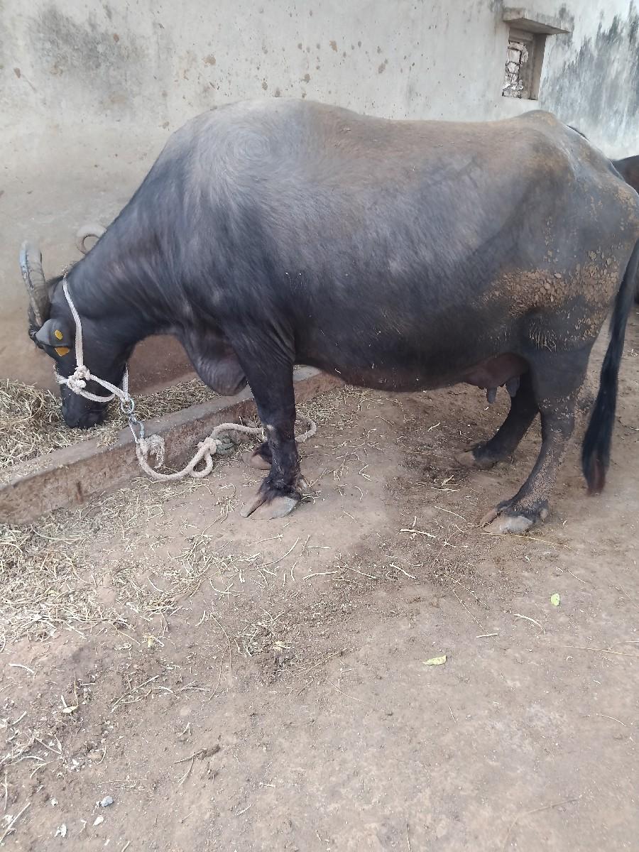 થંબનેલ 3