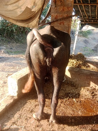 થંબનેલ 2