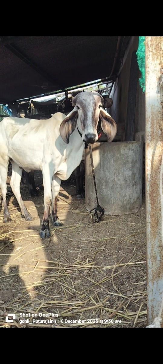 આ લીલડી વાછડી વેચવાની છે