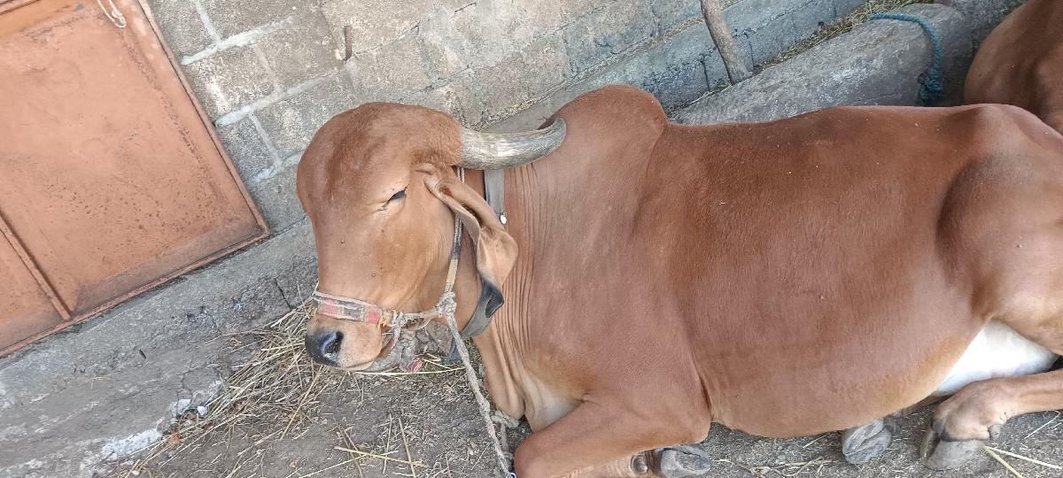 ગીર ગાય વેચવાની છે બીજું વેતર