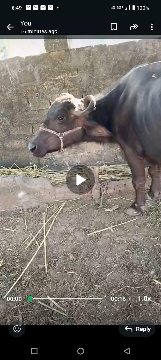 ભેંસ વેચવાની છે