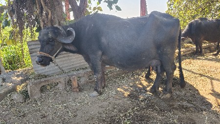 ભેંસ વેચવાની છે