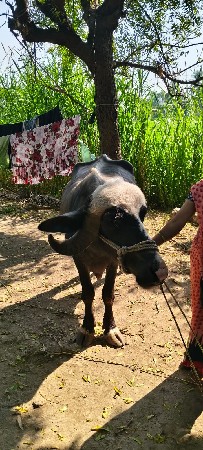 थंबनेल 2