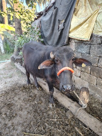 થંબનેલ 3