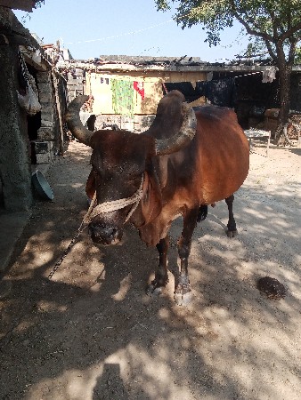 थंबनेल 3