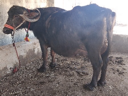 थंबनेल 3