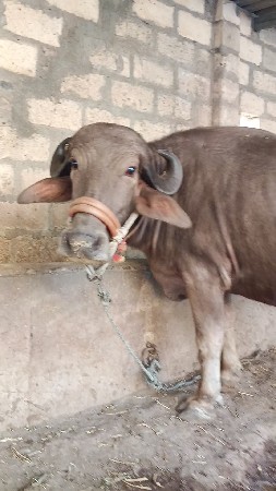 થંબનેલ 3