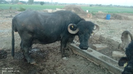 ભેંસ વેસ્વાની સે